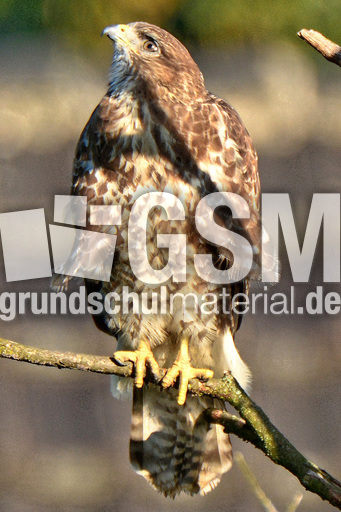 Mäusebussard (2).jpg